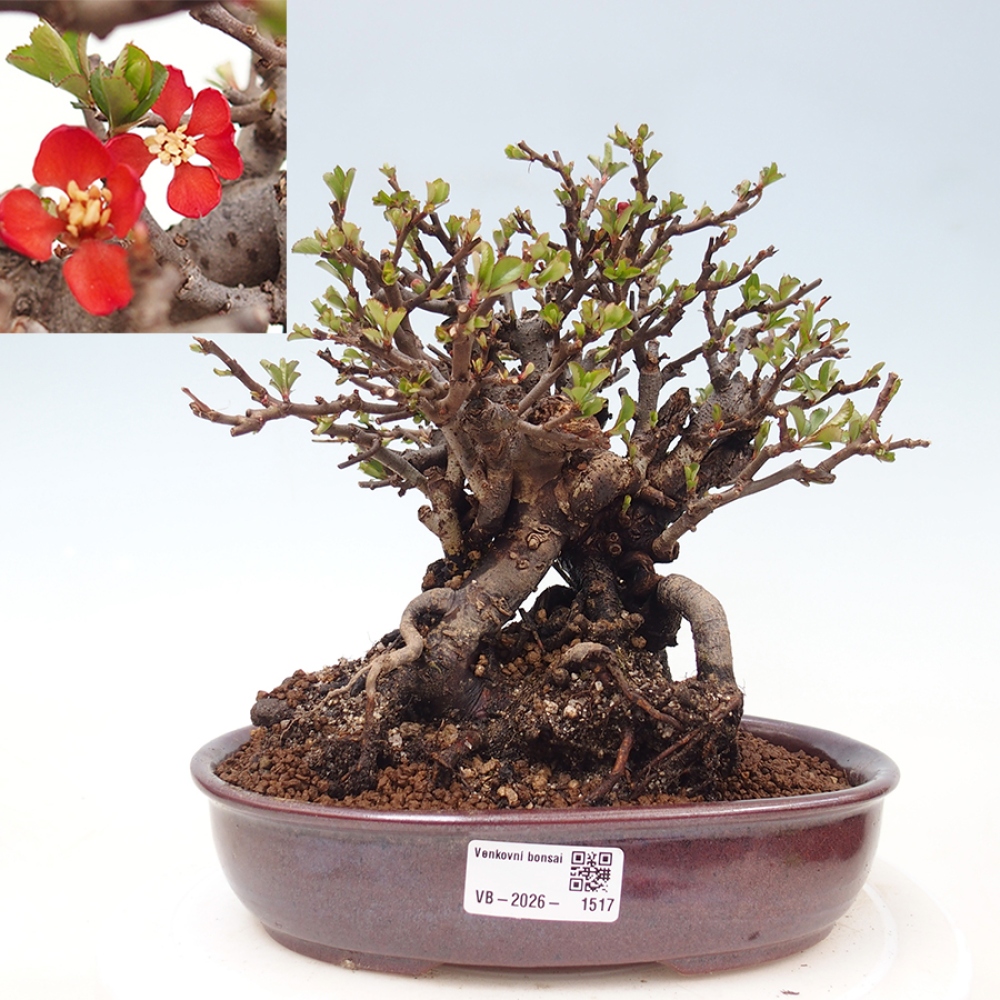 Bonsai zewnętrzne - Chaneomeles speciosa - Pigwa