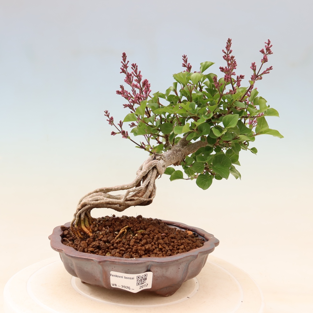 Outdoor bonsai - Syringa microphylla - liliowiec drobnokwiatowy