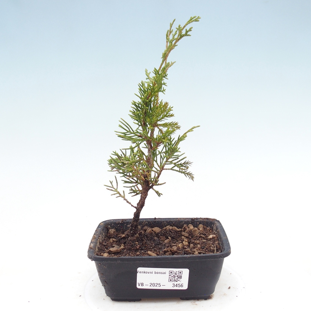 Outdoor bonsai - Juniperus chinensis Itoigawa
