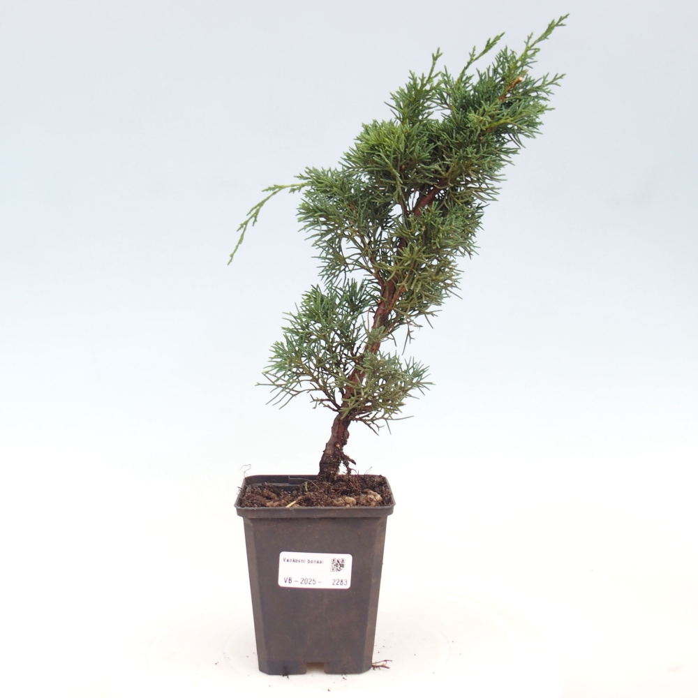 Outdoor bonsai - Juniperus chinensis Kishu - chiński jałowiec
