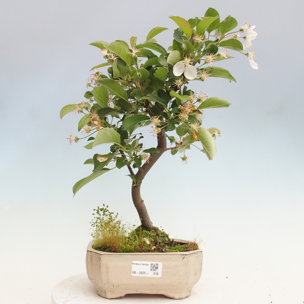 Bonsai plenerowe - Malus Halliana - Jabłoń drobnoowocowa