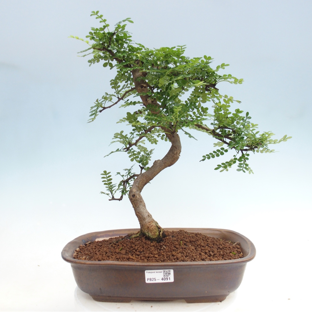 Pokój bonsai - Zantoxylum piperitum - drzewo pieprzowe