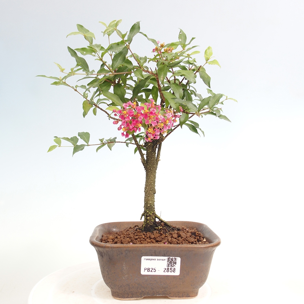 Bonsai pokojowe - Malpighia coccigera - Wiśnia Barbdorska