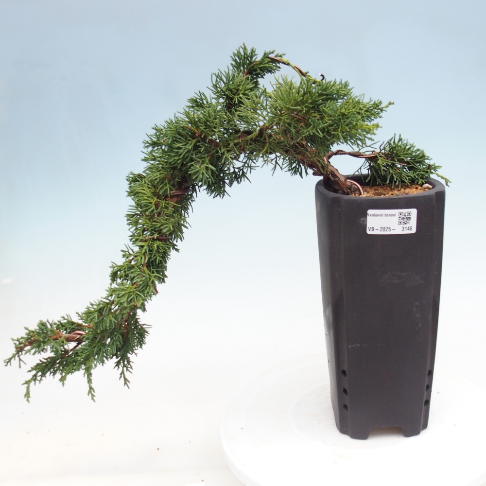 Bonsai zewnętrzne - Juniperus chinensis Kishu - Jałowiec chiński