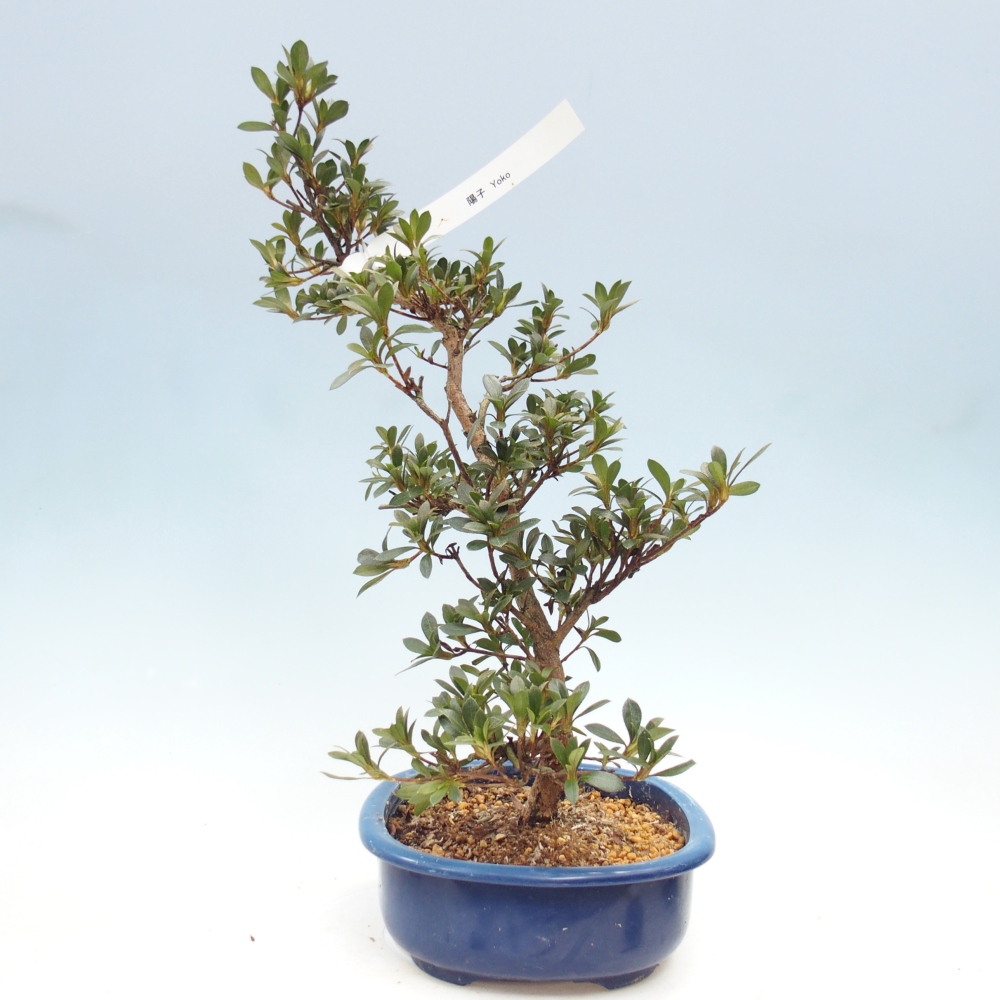 Outdoor bonsai - Azalia japońska - Azalia Yoko