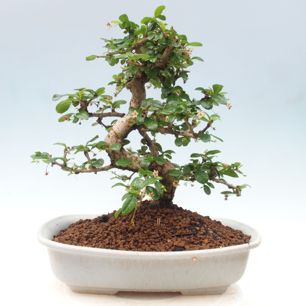 Pokój bonsai - Carmona macrophylla - Tea fuki