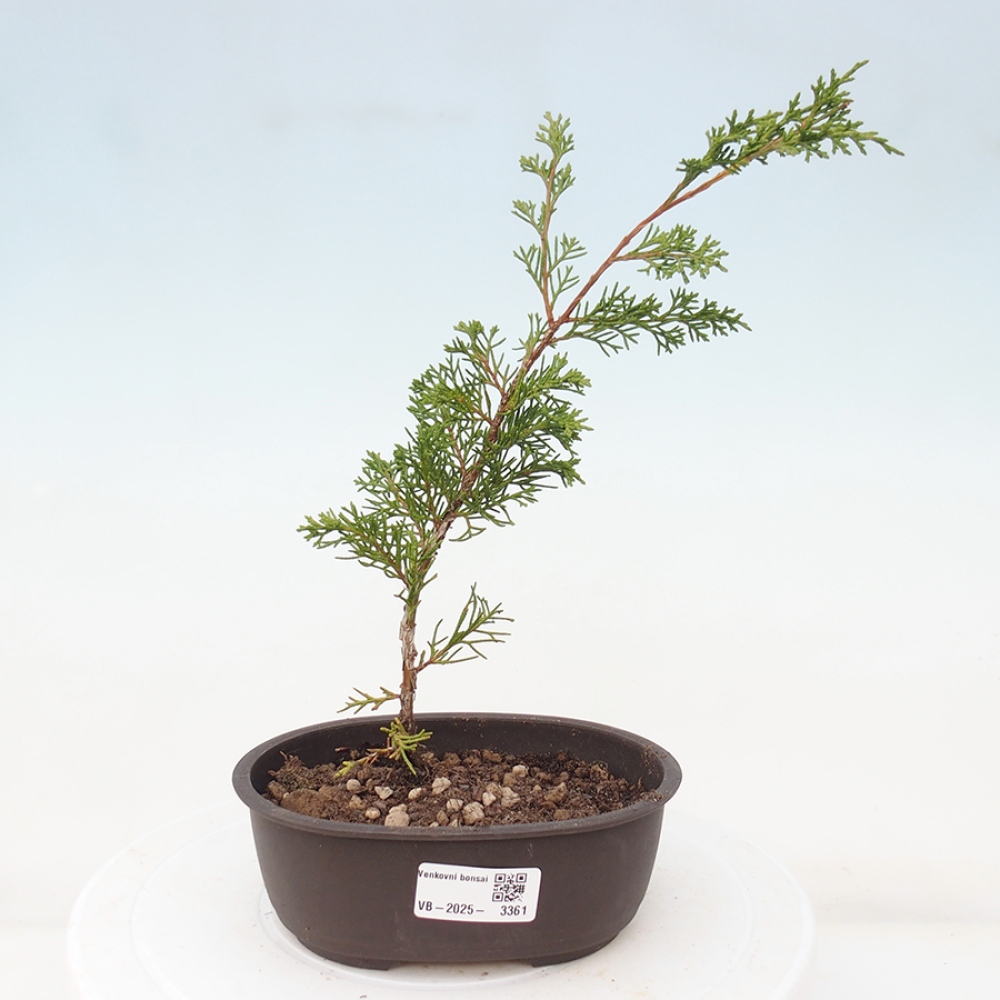Outdoor bonsai - Juniperus chinensis Itoigawa - Jałowiec chiński