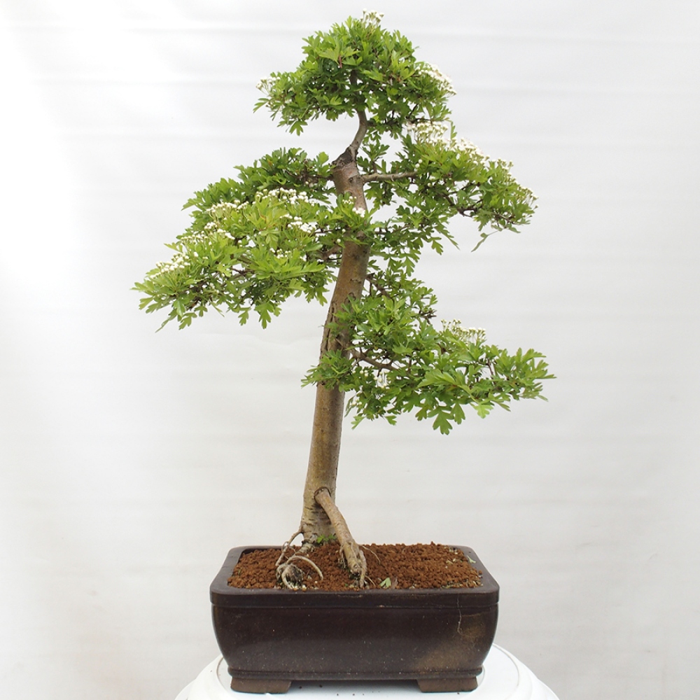 Bonsai zewnętrzne - Głóg - Crataegus monogyna