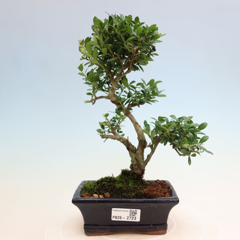 Pokój bonsai - Ilex crenata - Ostrokrzew