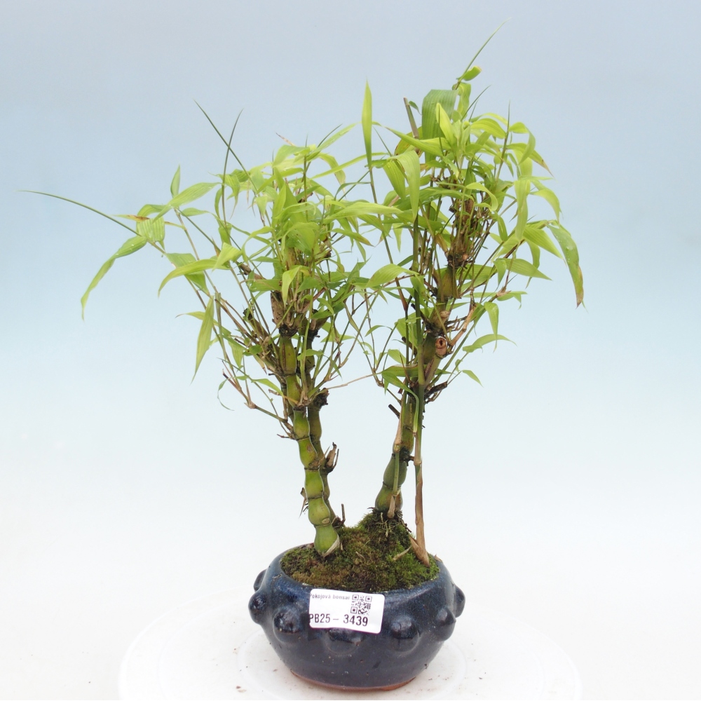 Room bonsai - Bamboo budha - Bamboo budha belly