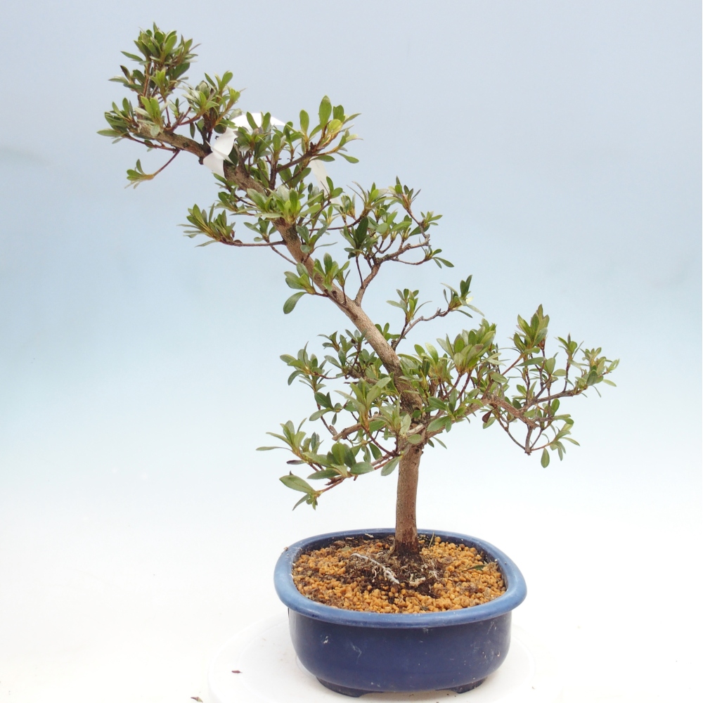 Bonsai zewnętrzne - Azalia japońska - Azalia Senhime