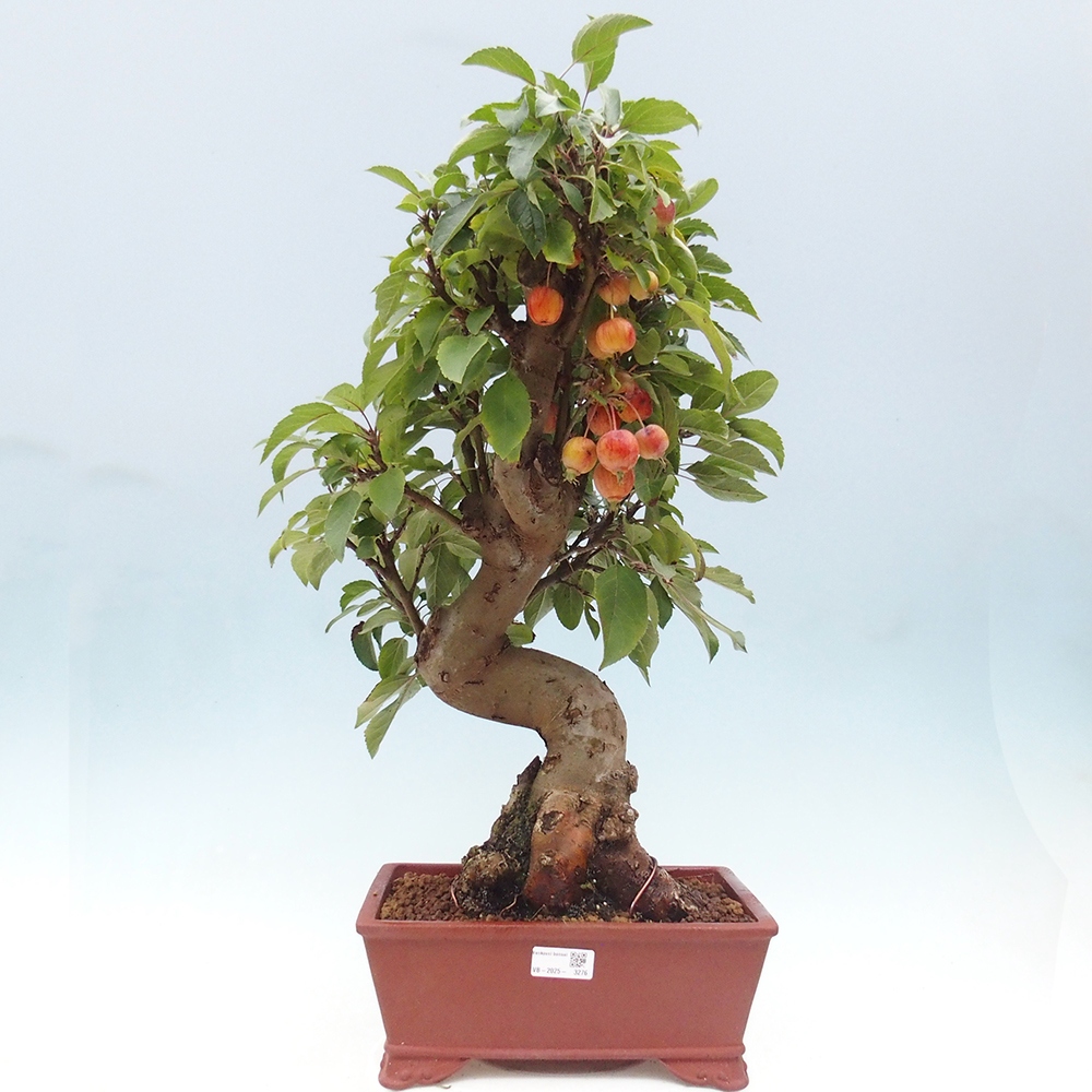 Bonsai plenerowe - Malus Halliana - Jabłoń drobnoowocowa