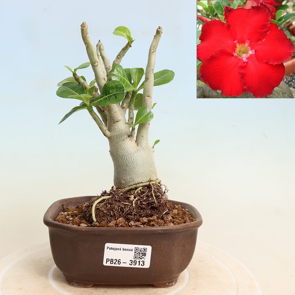 Bonsai pokojowe – Adenium obesum Red Star – Róża pustynna