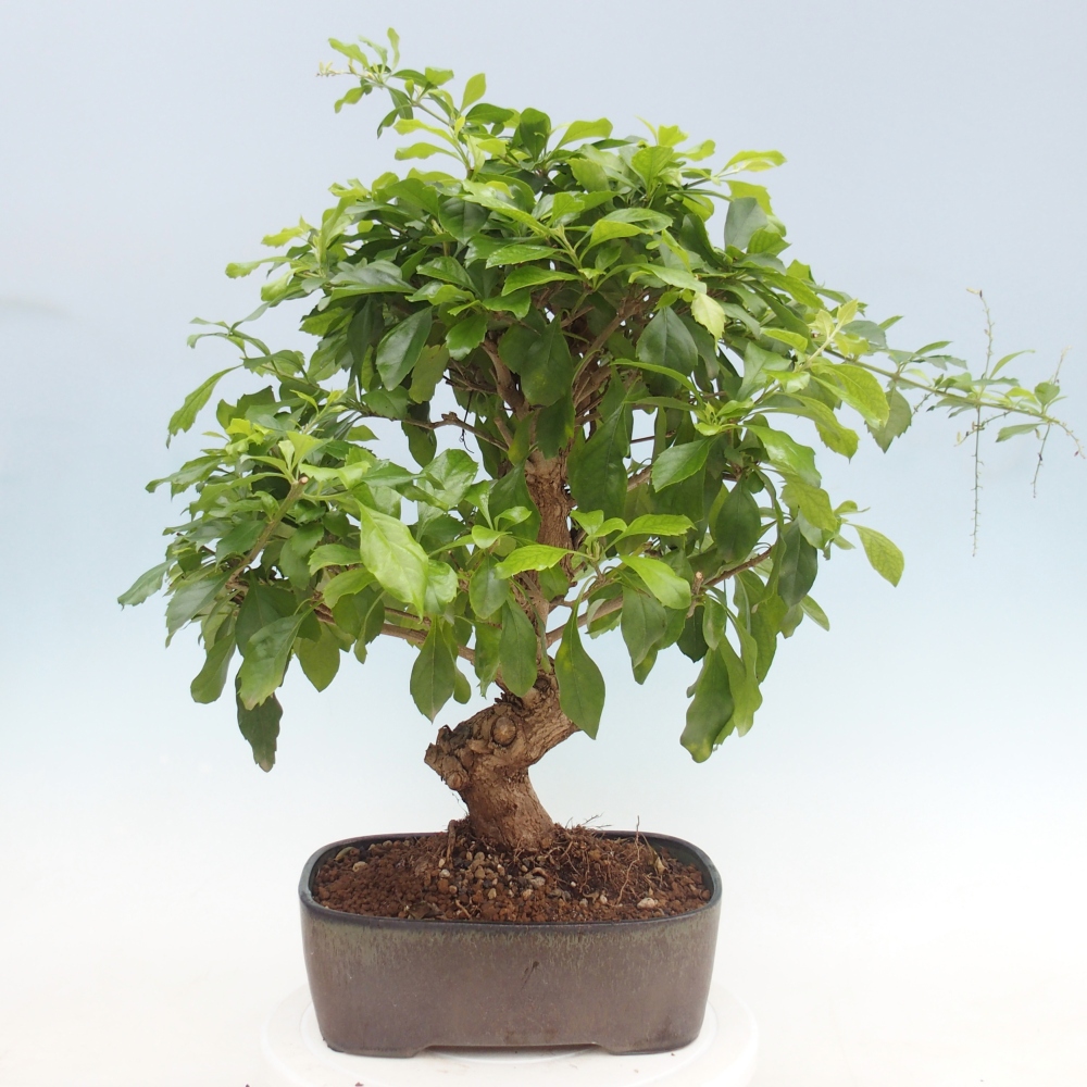 Bonsai pokojowe - Duranta repens -Duranta