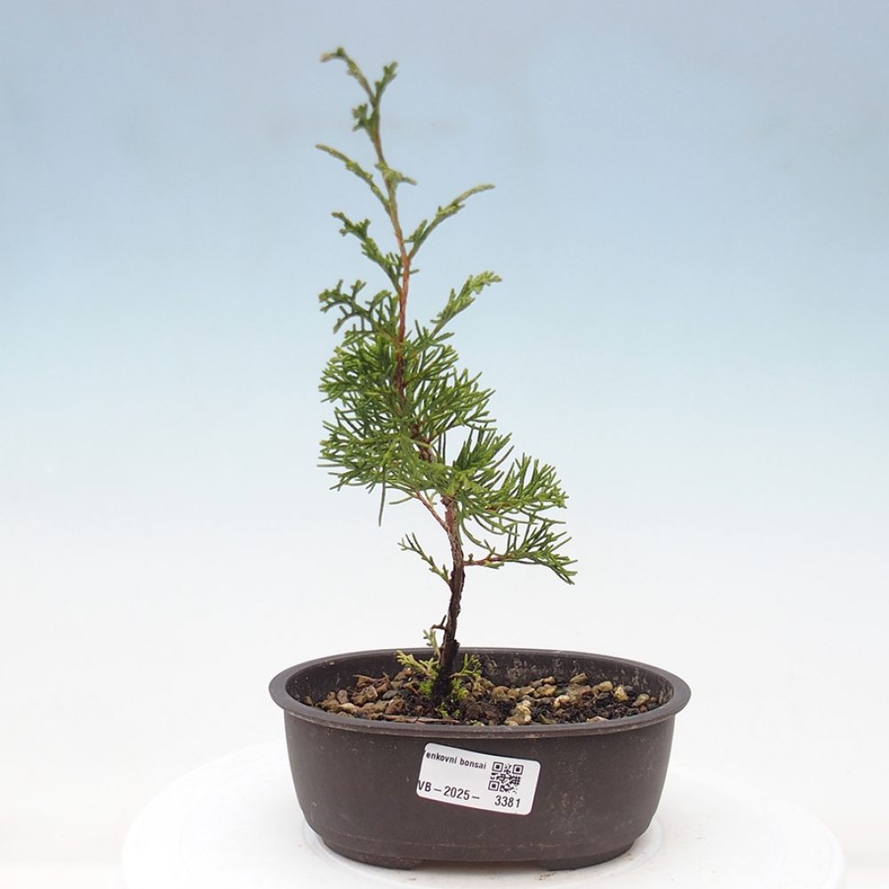Outdoor bonsai - Juniperus chinensis Itoigawa - Jałowiec chiński