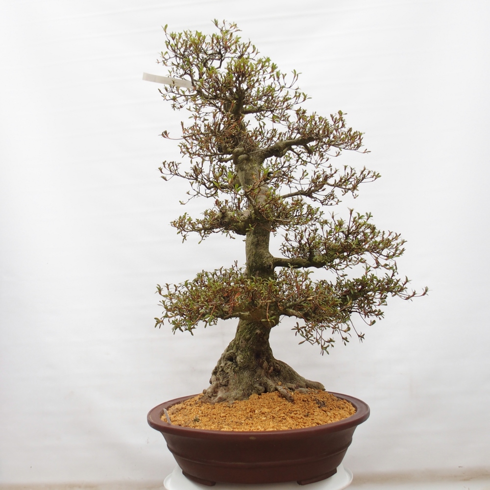 Bonsai zewnętrzne - Azalia japońska - Azalia Kinu-no-Hikari