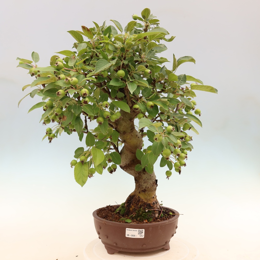 Outdoor bonsai - Malus halliana - Jabłoń drobnoowocowa