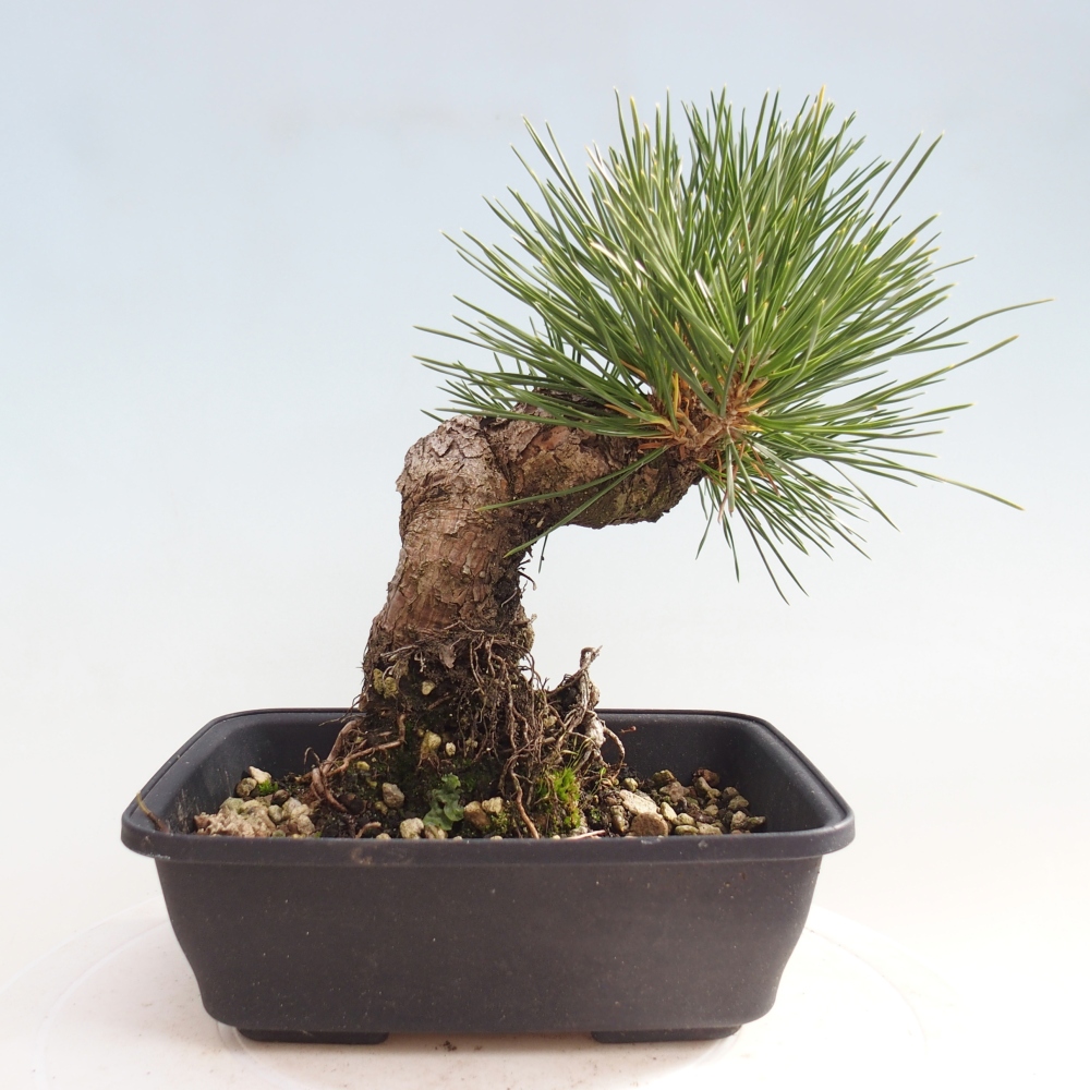Outdoor bonsai - Pinus thunbergii - sosna Thunberga