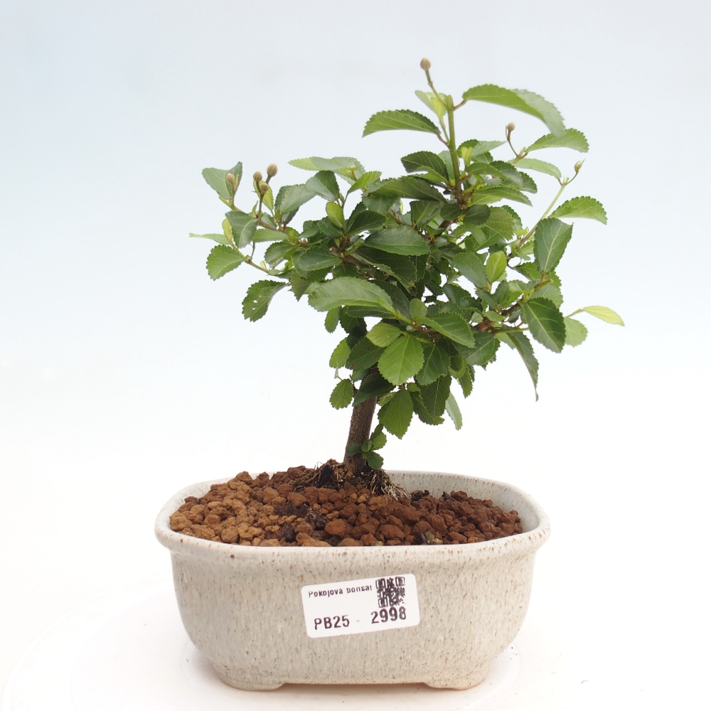 Kryty bonsai - Grewia occidentalis - Lawendowa gwiazda