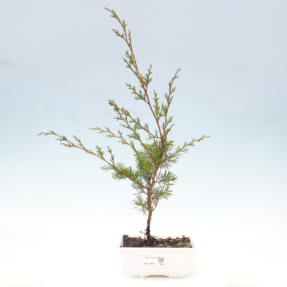Outdoor bonsai - Juniperus chinensis Itoigawa - Jałowiec chiński