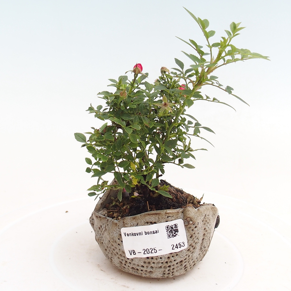 Bonsai zewnętrzne - Rosa Cutie Pie - Róże