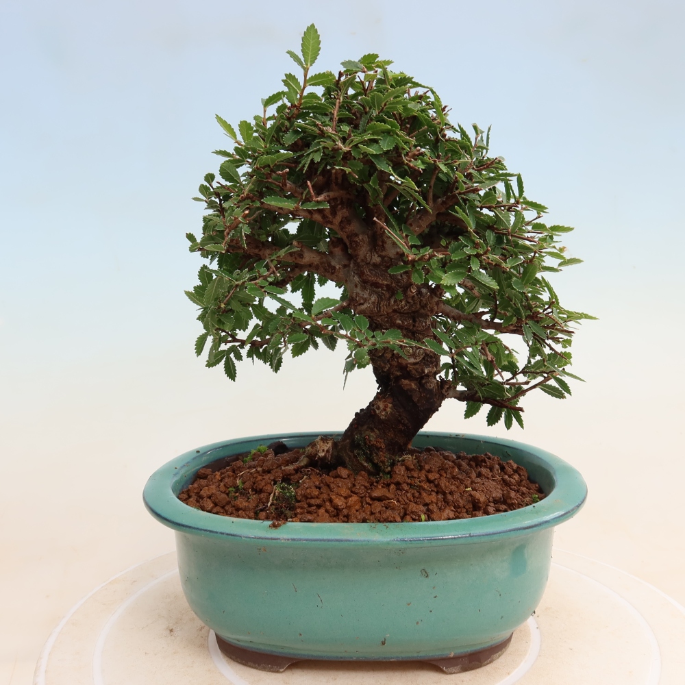 Bonsai zewnętrzne - Zelkova - Zelkova NIRE