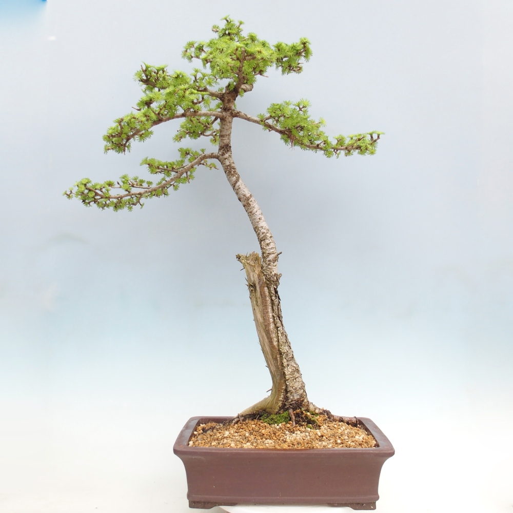 Outdoor bonsai -Larix decidua - Modrzew - Tylko transport paletowy
