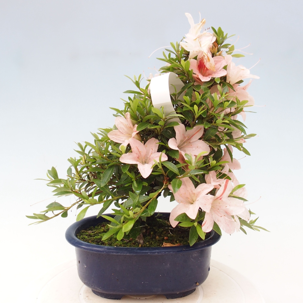 Bonsai ogrodowe - azalia japońska - Azalea Nikko