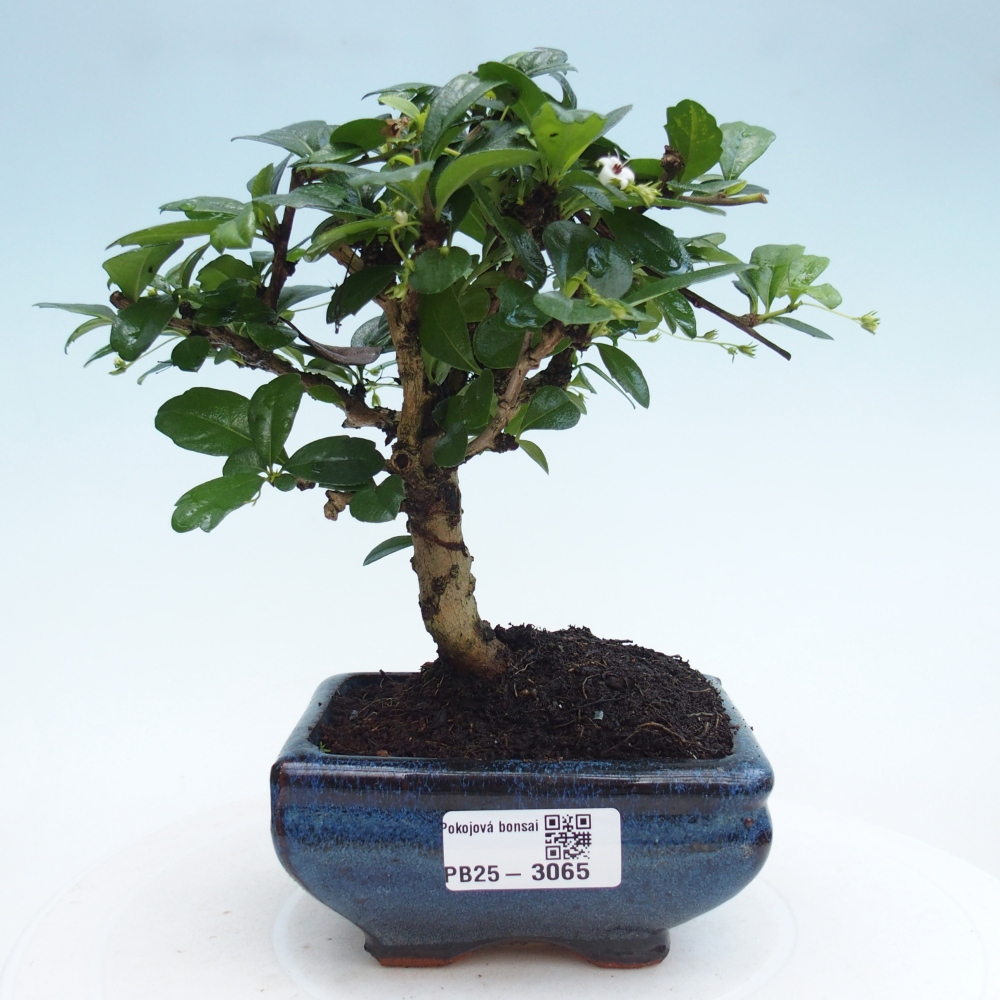 Bonsai wewnętrzne - Carmona makrophylla - Herbata Fuki