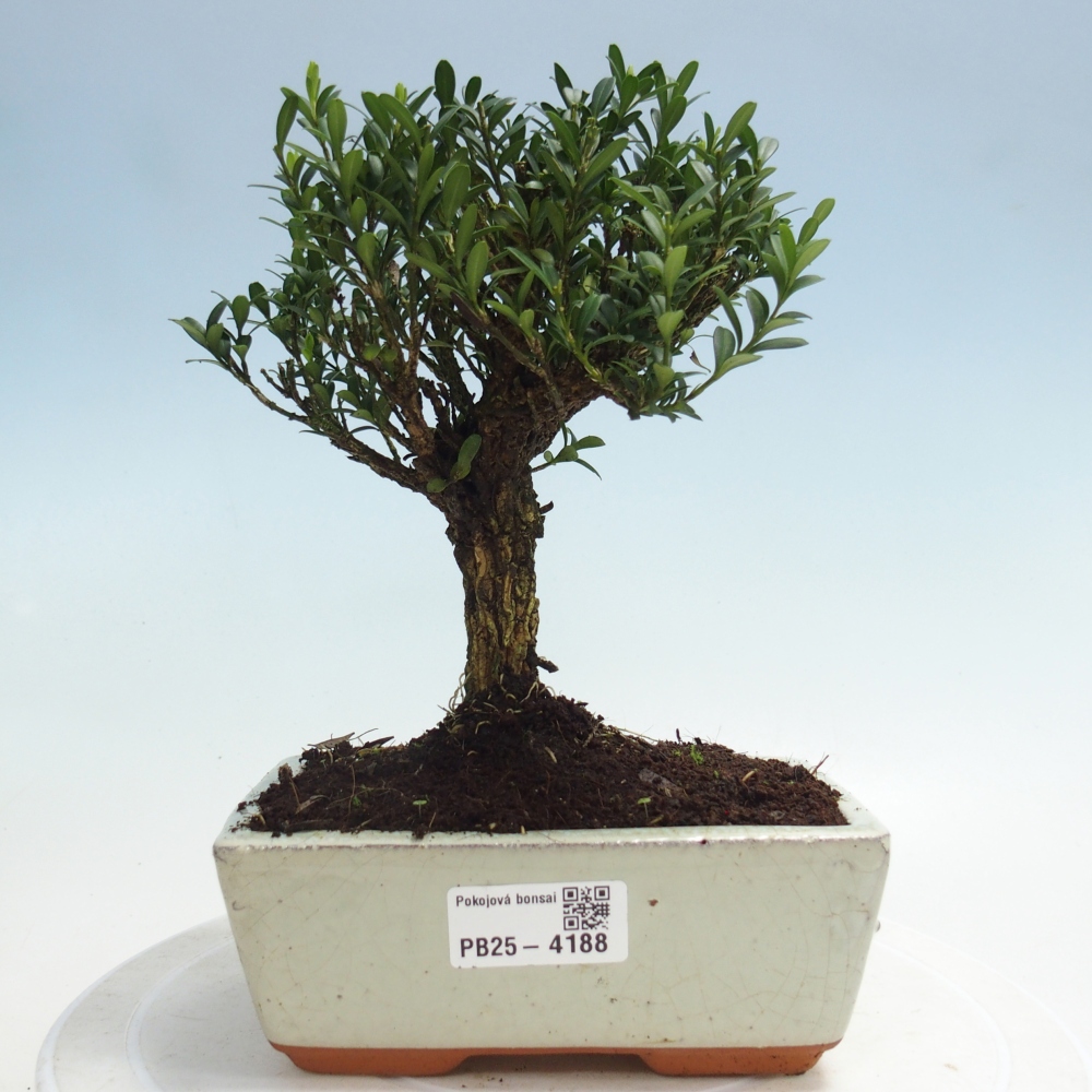 Pokój bonsai - Buxus harlandii - buxus korkowy