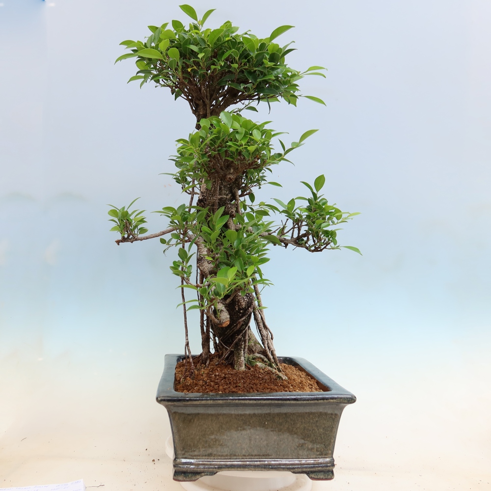 Pokój bonsai - Ficus kimmen - figowiec drobnolistny