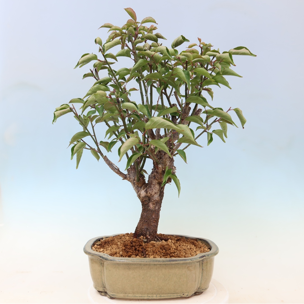 Bonsai ogrodowe – japońska śliwka – Prunus Mume
