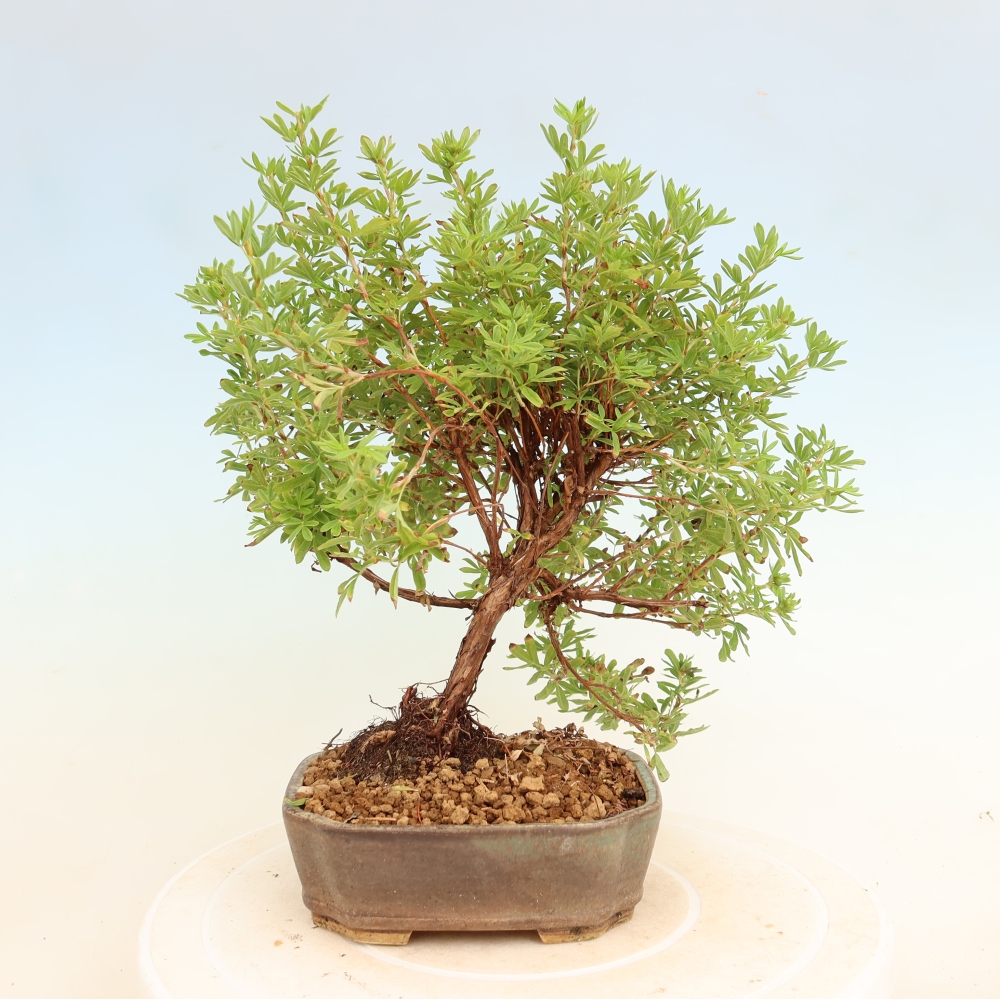Bonsai ogrodowe – Potentilla fruticosa – Potentila fruticosa Bellissima