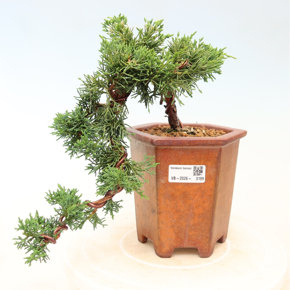 Outdoor bonsai - Juniperus chinensis Kishu