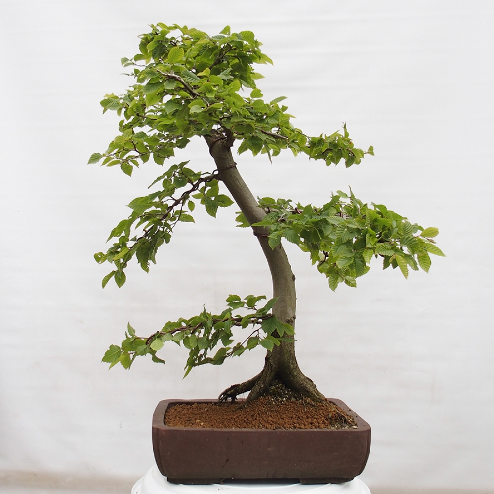 Bonsai zewnętrzne - Grab - Carpinus betulus