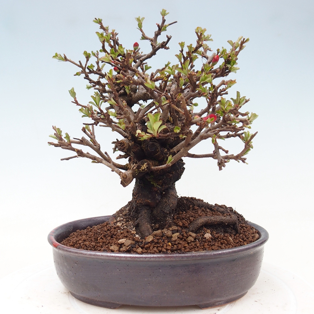 Bonsai zewnętrzne - Chaneomeles speciosa - Pigwa