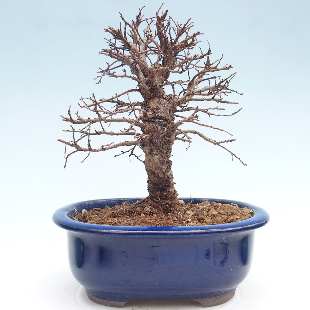 Bonsai zewnętrzne - Zelkova - Zelkova NIRE