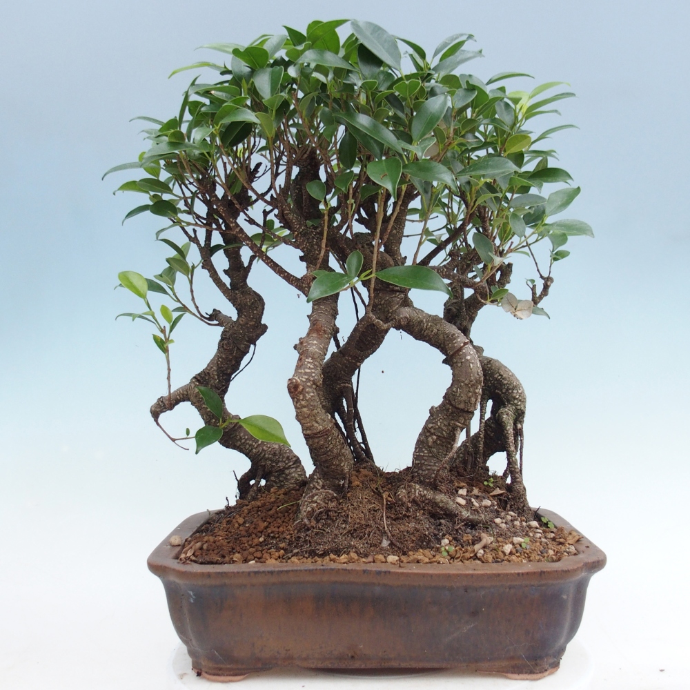 Pokój bonsai - Ficus kimmen - figowiec drobnolistny