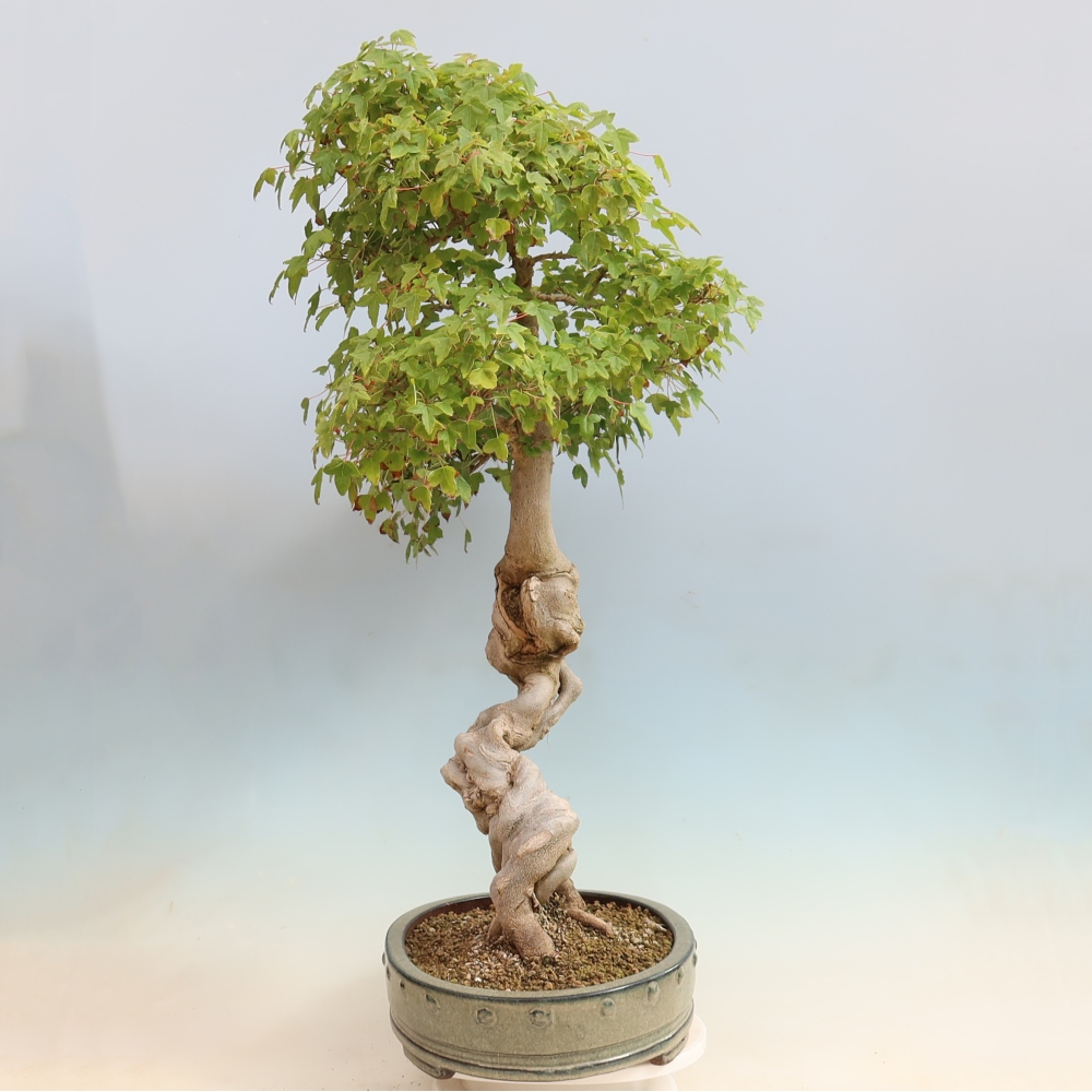 Outdoor bonsai - Acer Buergerianum - Klon Burger