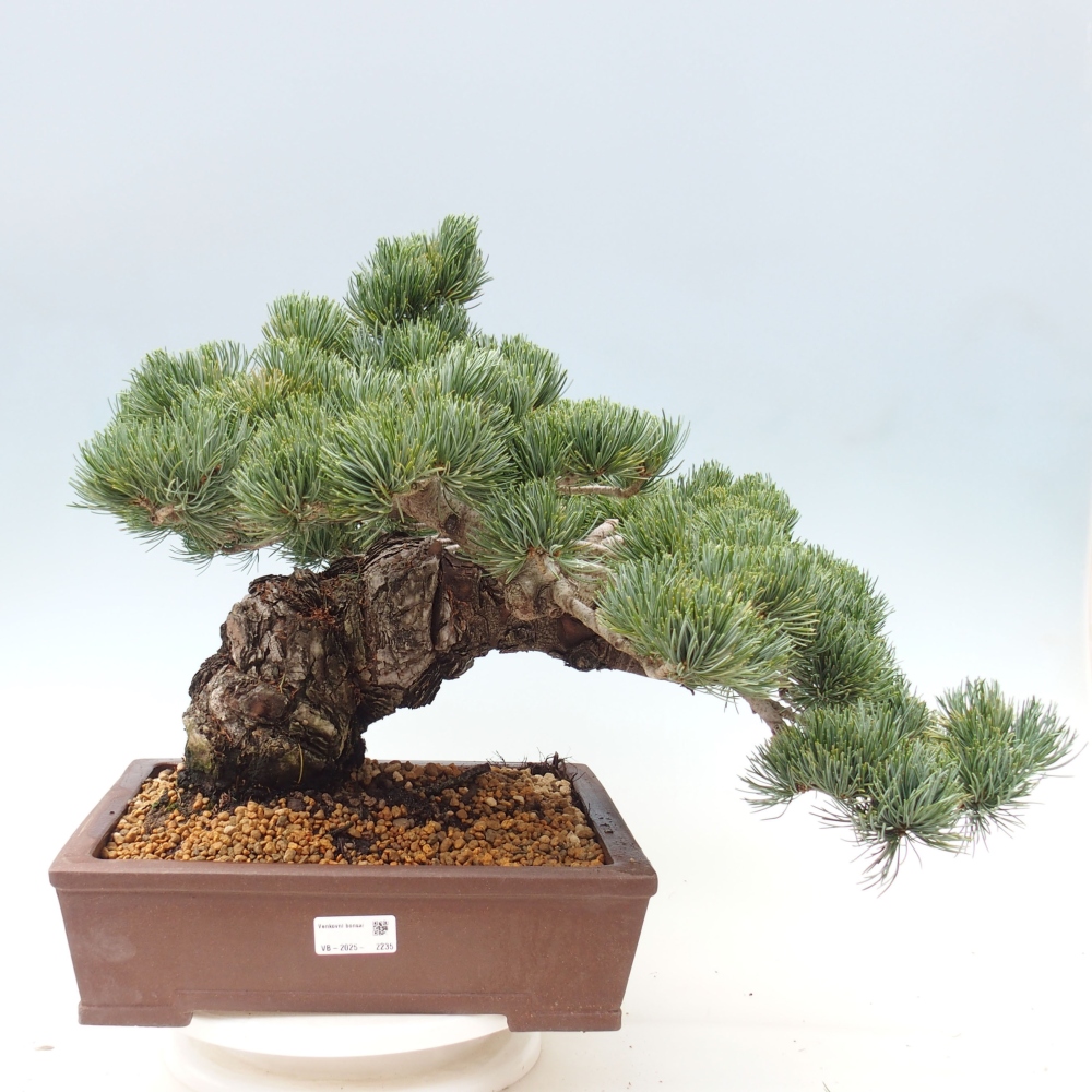 Outdoor bonsai - Pinus parviflora - Mała sosna