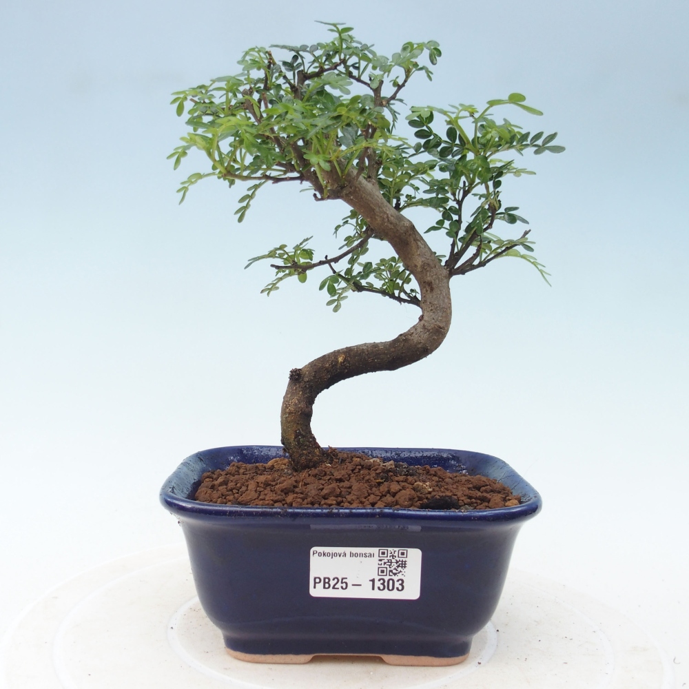 Kryty bonsai - Zantoxylum piperitum - Mięta pieprzowa