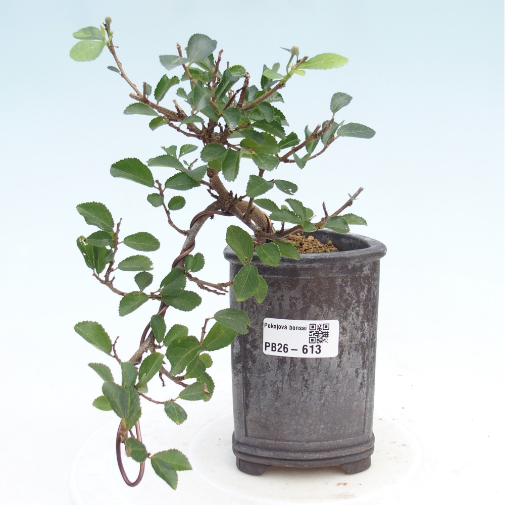 Indoor bonsai - Grewia occidentalis - Lawendowa rozgwiazda