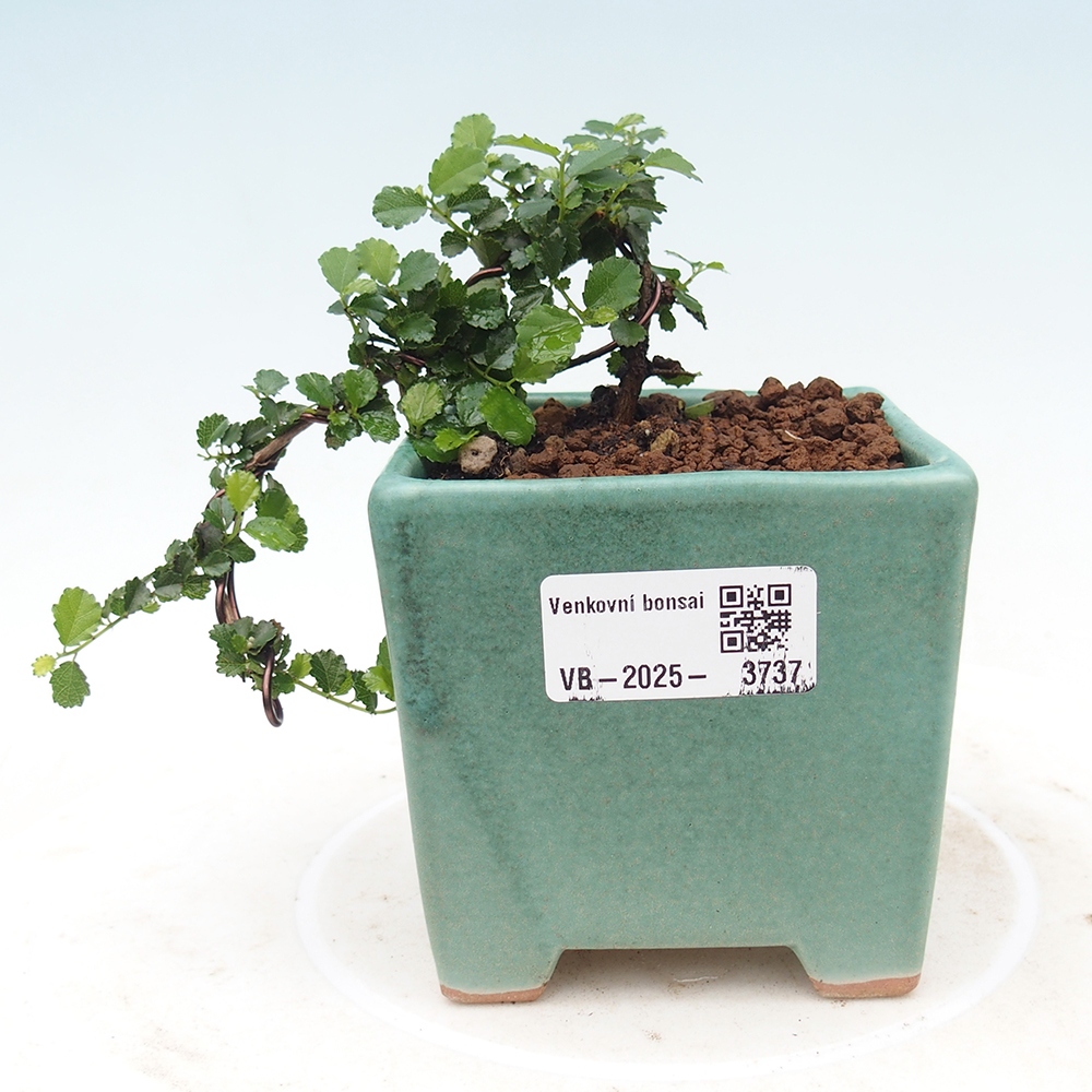 Bonsai wewnętrzne - Grewia sp. - Grewie drobnolistne