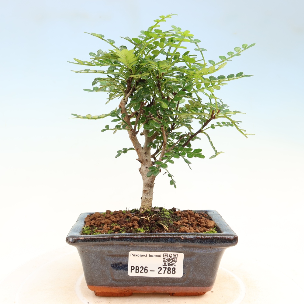 Pokój bonsai - Zantoxylum piperitum - drzewo pieprzowe