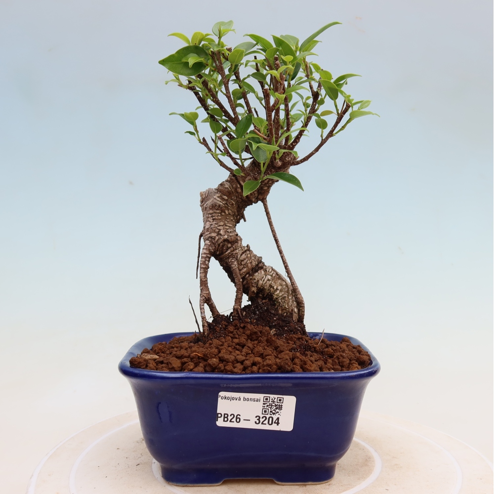 Pokój bonsai - Ficus kimmen - figowiec drobnolistny
