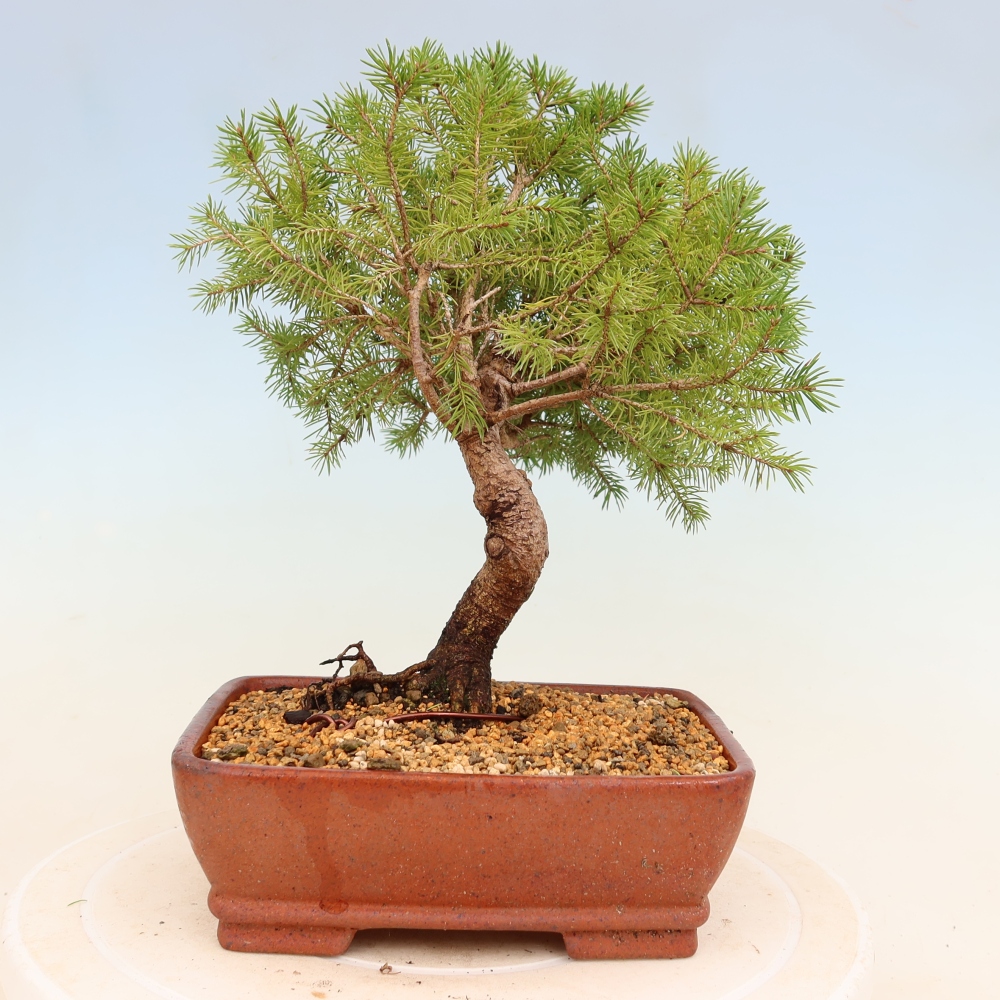 Outdoor bonsai - Świerk pospolity - Picea glauca globe