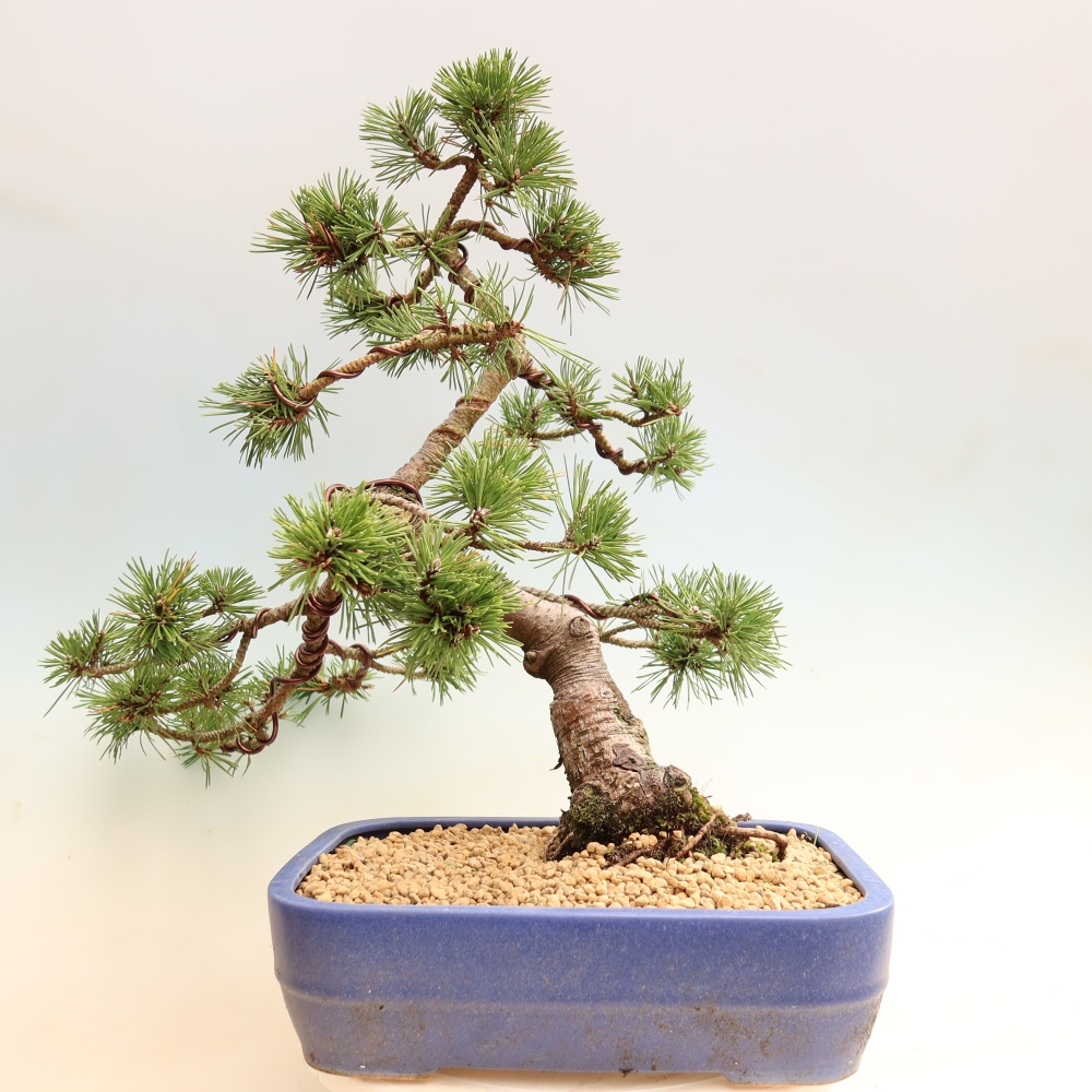 Bonsai ogrodowe – Pinus mugo Humpy – sosna karłowata