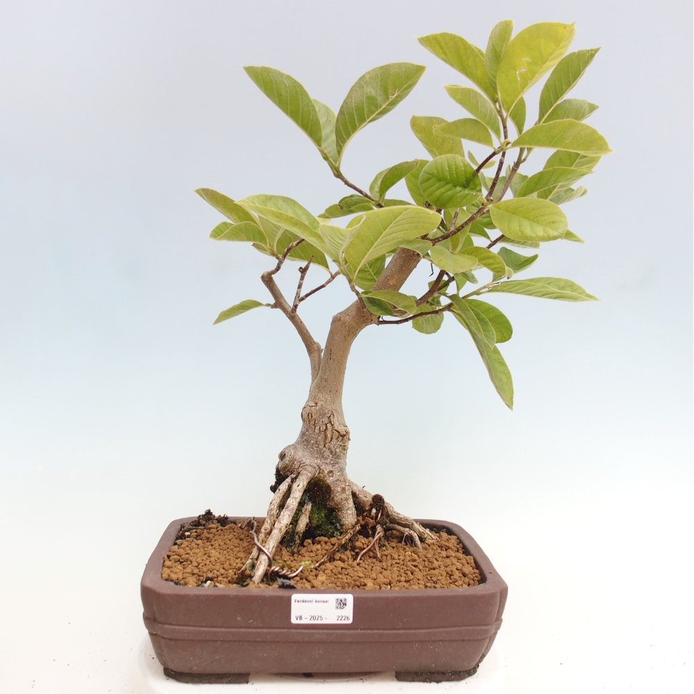 Bonsai zewnętrzne - Magnolia Gold Star - Magnolia