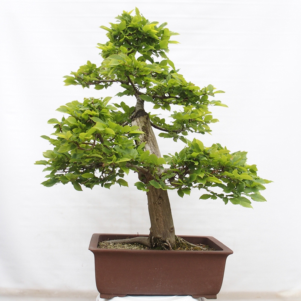 Bonsai zewnętrzne - Grab - Carpinus betulus