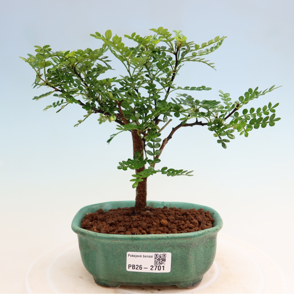 Pokój bonsai - Zantoxylum piperitum - drzewo pieprzowe